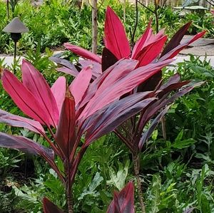 Meet your Posher, Maya